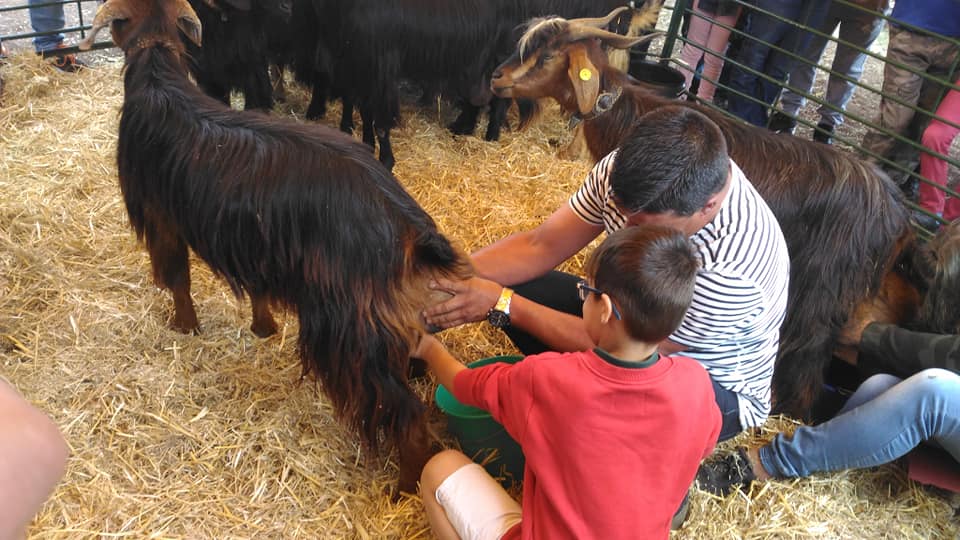 Los ganaderos de caprino y vacuno de La Orotava ya pueden solicitar ayudas para alimentos Tienen de fecha hasta el próximo 24 de noviembre