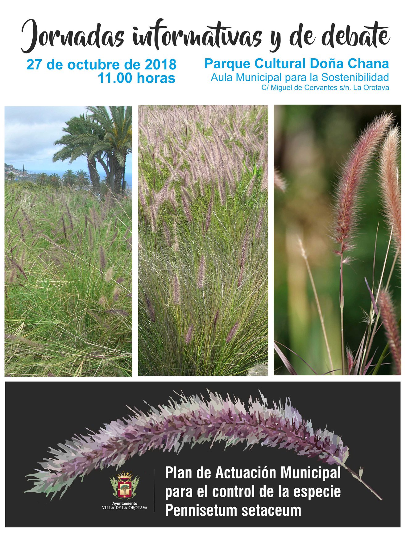 EL AYUNTAMIENTO DE LA OROTAVA EJECUTARÁ UN PLAN DE ACTUACIÓN PARA CONTROLAR EL RABO DE GATO EL AYUNTAMIENTO DE LA OROTAVA EJECUTARÁ UN PLAN DE ACTUACIÓN PARA CONTROLAR EL RABO DE GATO