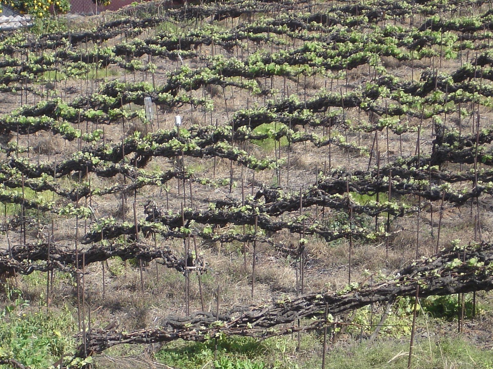 El Ayuntamiento villero solicita al Cabildo insular que inicie expediente para declarar el ‘Cordón Trenzado’ Bien de Interés Cultural Inmaterial Este sistema, propio del Valle de La Orotava, es único en el mundo