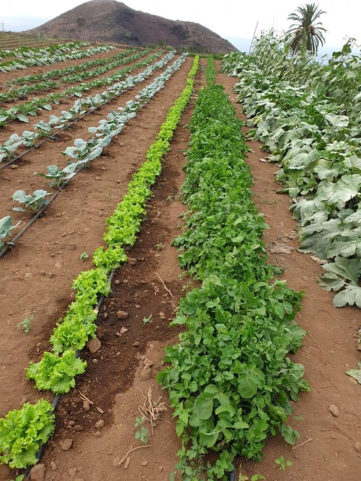 El Ayuntamiento de La Orotava incentiva el aprovechamiento agrícola de fincas abandonadas La iniciativa municipal ha permitido que los propietarios hayan podido arrendar ya más de treinta terrenos y hay actualmente otros dos disponibles