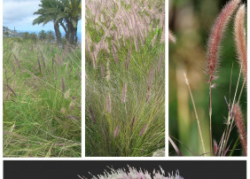   EL AYUNTAMIENTO DE LA OROTAVA EJECUTARÁ UN PLAN DE ACTUACIÓN PARA CONTROLAR EL RABO DE GATO