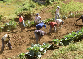 El ayuntamiento de La Orotava realiza un estudio sobre la situación actual del sector primario