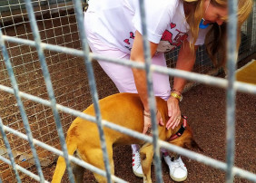  Bienestar Animal lanza una campaña para concienciar en el cuidado de las mascotas y evitar el abandono