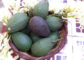Los aguacates, protagonistas este sábado en el Mercadillo Valle de La Orotava   