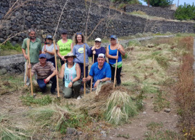 Lucha por el rabo de gato en La Orotava